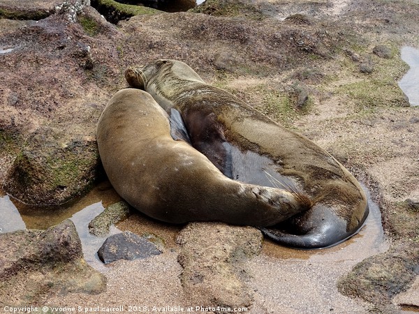 Galapagos sea lion and cub Picture Board by yvonne & paul carroll