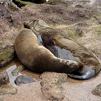 Buy canvas prints of Galapagos sea lion and cub by yvonne & paul carroll
