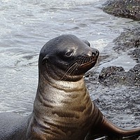 Buy canvas prints of Galapagos baby sea lion by yvonne & paul carroll