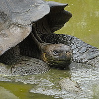 Buy canvas prints of Galapagos giant tortoise close up by yvonne & paul carroll