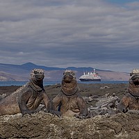Buy canvas prints of Marine iguanas enjoying the sun in the Galapagos by yvonne & paul carroll