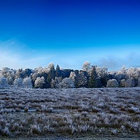 Buy canvas prints of Winter frosted trees, looking out from Garscube  by yvonne & paul carroll