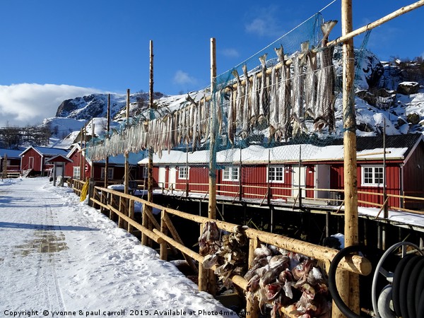 Cod hanging out to dry, Nusfjord, Lofoten Islands Picture Board by yvonne & paul carroll