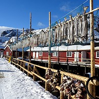 Buy canvas prints of Cod hanging out to dry, Nusfjord, Lofoten Islands by yvonne & paul carroll