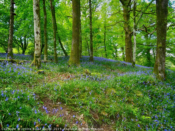 Bluebell Woods near Ambleside  Picture Board by yvonne & paul carroll