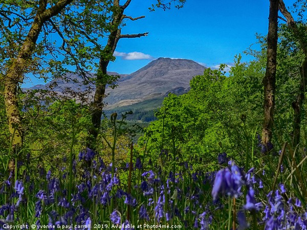 Ben Lomond through the bluebells on Inchcailloch Picture Board by yvonne & paul carroll