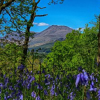 Buy canvas prints of Ben Lomond through the bluebells on Inchcailloch by yvonne & paul carroll