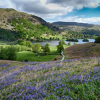 Buy canvas prints of Grasmere bluebells by yvonne & paul carroll
