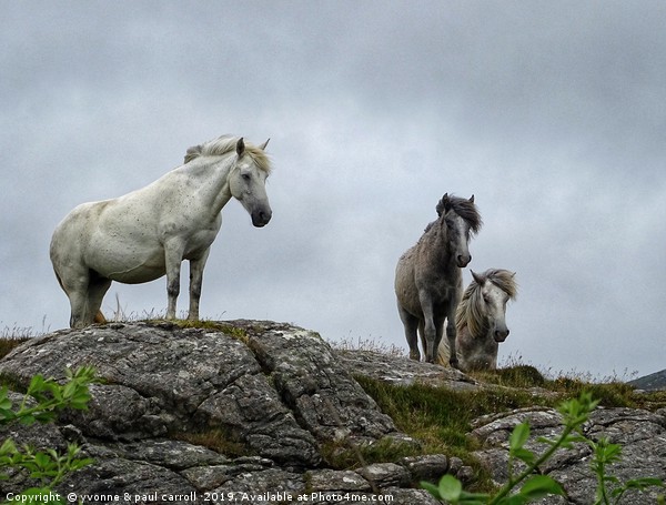 Semi-wild horses on South Uist, Outer Hebrides Picture Board by yvonne & paul carroll