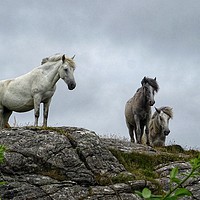 Buy canvas prints of Semi-wild horses on South Uist, Outer Hebrides by yvonne & paul carroll