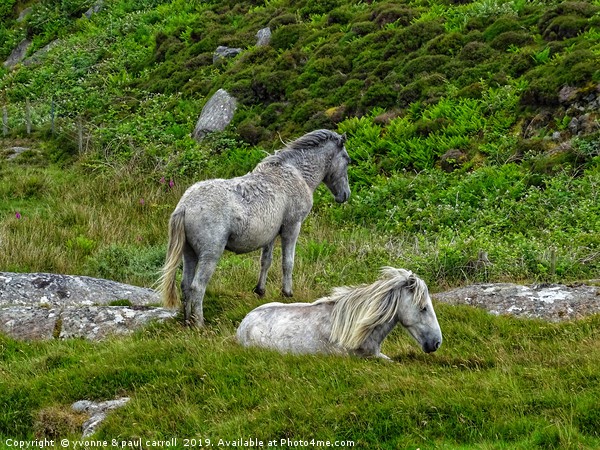 Semi wild ponies, Outer Hebrides, South Uist Picture Board by yvonne & paul carroll