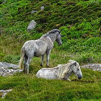 Buy canvas prints of Semi wild ponies, Outer Hebrides, South Uist by yvonne & paul carroll