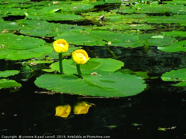Water Lilies on the Forth & Clyde canal Picture Board by yvonne & paul carroll