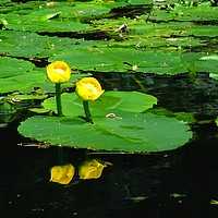 Buy canvas prints of Water Lilies on the Forth & Clyde canal by yvonne & paul carroll