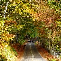 Buy canvas prints of Driving through Glen Lyon, Perthshire, in Autumn by yvonne & paul carroll