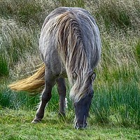 Buy canvas prints of Horse grazing in a green field, Perthshire by yvonne & paul carroll