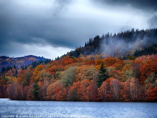Pitlochry foliage in the Autumn, Scotland Picture Board by yvonne & paul carroll