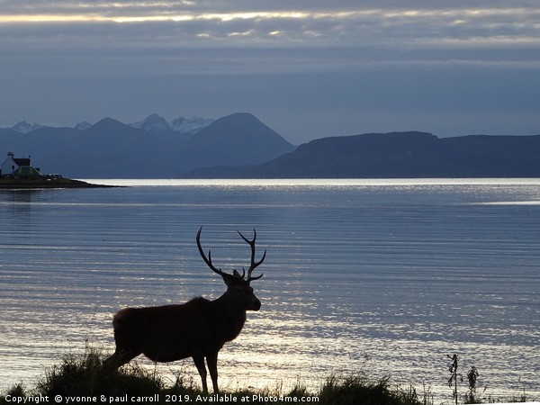 Stag at Applecross Bay, Wester Ross, Scotland Picture Board by yvonne & paul carroll
