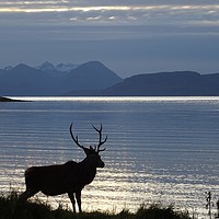 Buy canvas prints of Stag at Applecross Bay, Wester Ross, Scotland by yvonne & paul carroll
