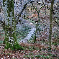 Buy canvas prints of Walking through the forest on Inch Cailloch by yvonne & paul carroll