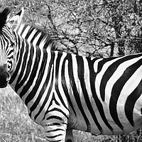 Buy canvas prints of Zebra in B&W, South Africa by yvonne & paul carroll