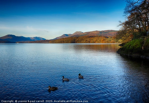Ducks on Loch Lomond			 Picture Board by yvonne & paul carroll