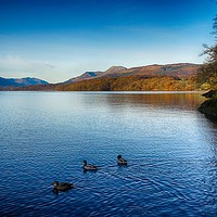 Buy canvas prints of Ducks on Loch Lomond			 by yvonne & paul carroll
