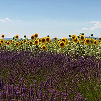 Buy canvas prints of Lavender and Sunflowers by yvonne & paul carroll