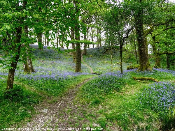 Lake District bluebells                          Picture Board by yvonne & paul carroll