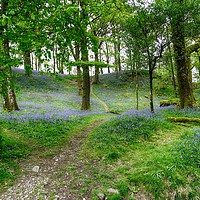 Buy canvas prints of Lake District bluebells                          by yvonne & paul carroll