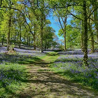 Buy canvas prints of Inchcailloch bluebell woods in May                 by yvonne & paul carroll