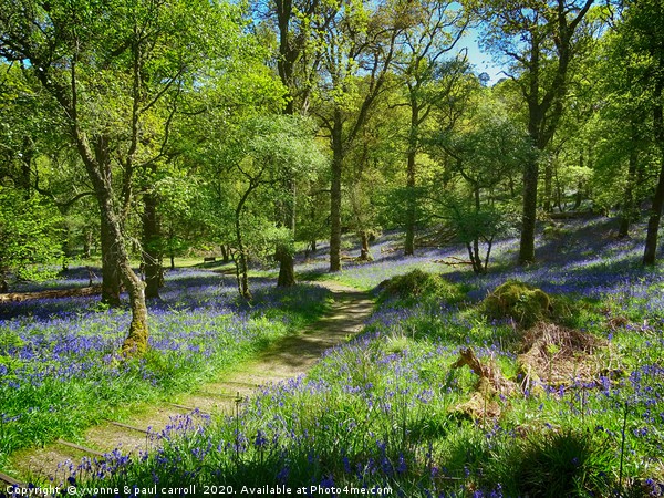 Inchcailloch bluebell woods in May                 Picture Board by yvonne & paul carroll