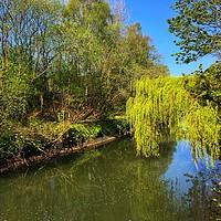 Buy canvas prints of Weeping willow on the river Kelvin by yvonne & paul carroll