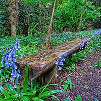 Buy canvas prints of    Sitting amongst the bluebells                   by yvonne & paul carroll