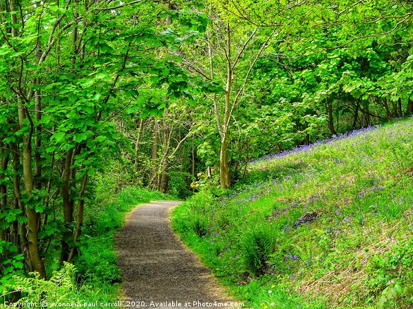 Path through the bluebell woods         Picture Board by yvonne & paul carroll