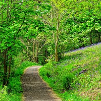 Buy canvas prints of Path through the bluebell woods         by yvonne & paul carroll
