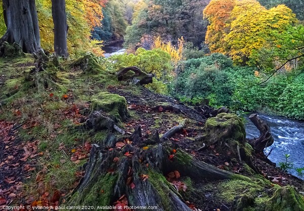 River Kelvin in Autumn Picture Board by yvonne & paul carroll