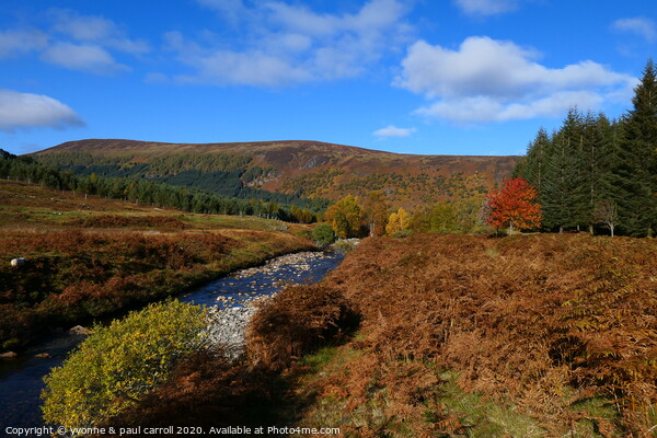 Ben Lawers Nature Reserve in Autumn Picture Board by yvonne & paul carroll