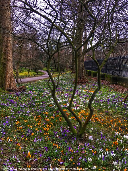 Glasgow Botanic Gardens crocuses in Spring Picture Board by yvonne & paul carroll