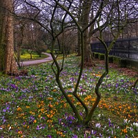 Buy canvas prints of Glasgow Botanic Gardens crocuses in Spring by yvonne & paul carroll