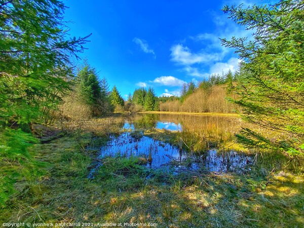 Reflective loch in Lennox Forest Picture Board by yvonne & paul carroll
