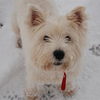 Buy canvas prints of West Highland Terrier in the snow by Lynne Easton