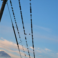Buy canvas prints of Birds on a wire by Lynne Easton