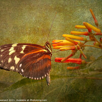 Buy canvas prints of Butterfly and flower by Susan Leonard