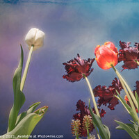 Buy canvas prints of Tulips, tulips, tulips by Susan Leonard
