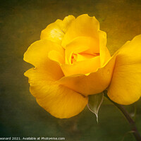 Buy canvas prints of Rose in yellow by Susan Leonard