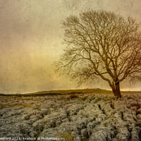 Buy canvas prints of Lone tree against a storm in the Yorkshire Dales by Susan Leonard