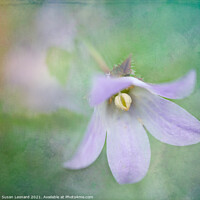 Buy canvas prints of Austral Bluebell by Susan Leonard