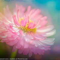 Buy canvas prints of Daisy in pink and white by Susan Leonard