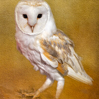 Buy canvas prints of Barn Owl by Susan Leonard